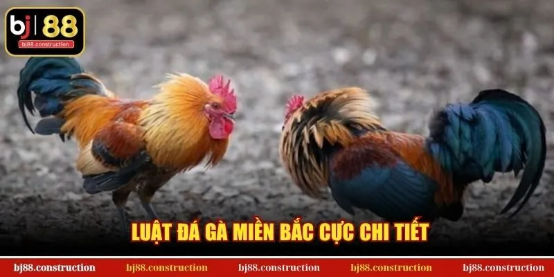 Luật đá gà miền Bắc cực chi tiết