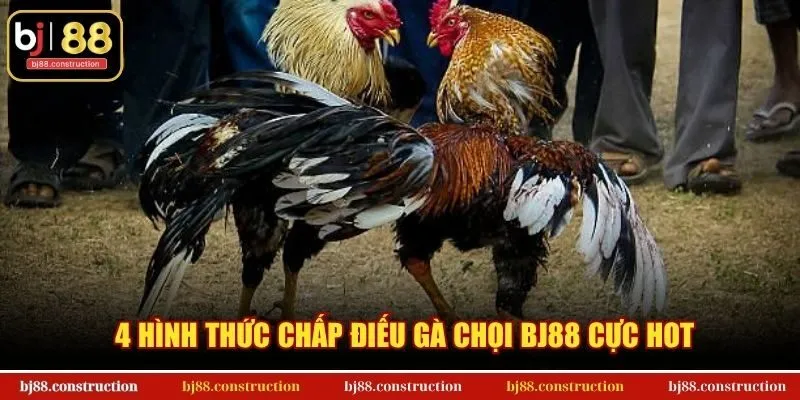4 hình thức chấp điếu gà chọi BJ88 cực hot