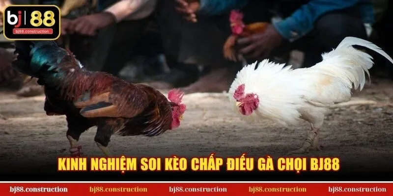 Kinh nghiệm soi kèo chấp điếu gà chọi BJ88