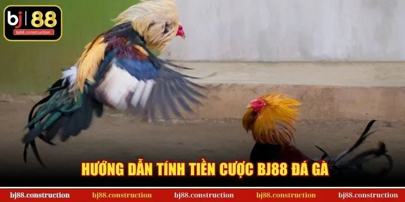 Hướng dẫn tính tiền cược BJ88 đá gà